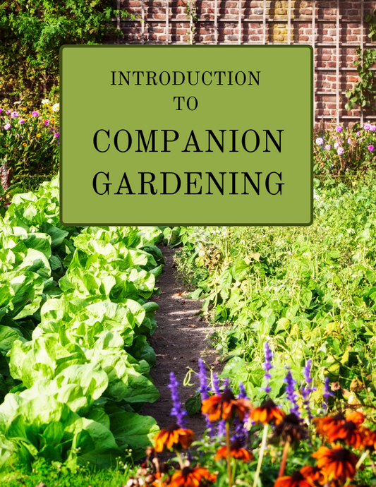 Introduction to Companion Gardening